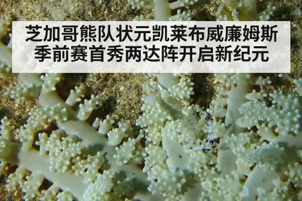 芝加哥熊队状元凯莱布威廉姆斯季前赛首秀两达阵开启新纪元